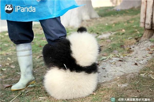 激萌!奶妈收走玩具小马 大熊猫福顺怒而打滚