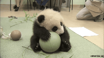 激萌!奶妈收走玩具小马 大熊猫福顺怒而打滚