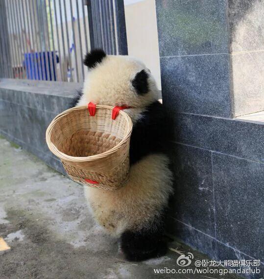 激萌!奶妈收走玩具小马 大熊猫福顺怒而打滚