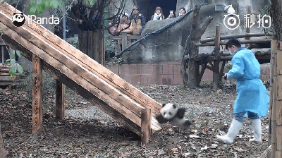 激萌!奶妈收走玩具小马 大熊猫福顺怒而打滚