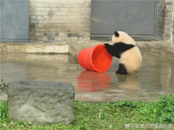 激萌!奶妈收走玩具小马 大熊猫福顺怒而打滚