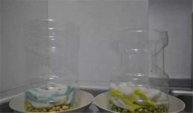 没想到一个汽水瓶就能种出全家人吃的豆芽菜 超简单!