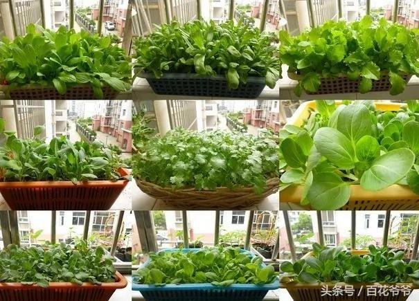 这10种蔬菜不用施肥、“不长虫”,在阳台用一个“塑料框”就能种出来