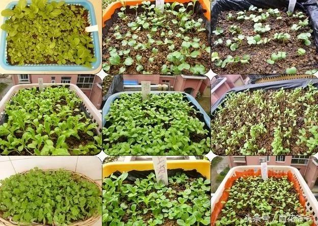 这10种蔬菜不用施肥、“不长虫”,在阳台用一个“塑料框”就能种出来
