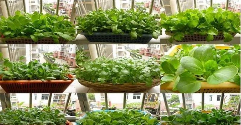 这10种蔬菜不用施肥、“不长虫”,在阳台用一个“塑料框”就能种出来