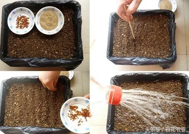 这10种蔬菜不用施肥、“不长虫”,在阳台用一个“塑料框”就能种出来