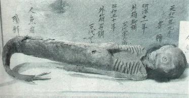 海底人鱼――真实的存在