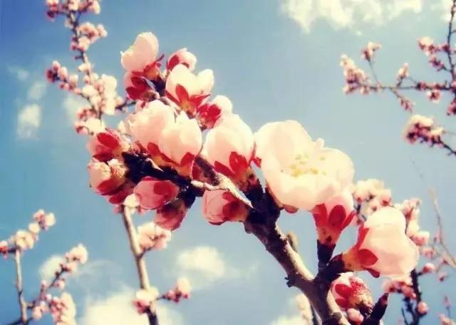 “十里桃花”开 除了赏景 桃花桃树竟然还有这些你不知道的养生功效!