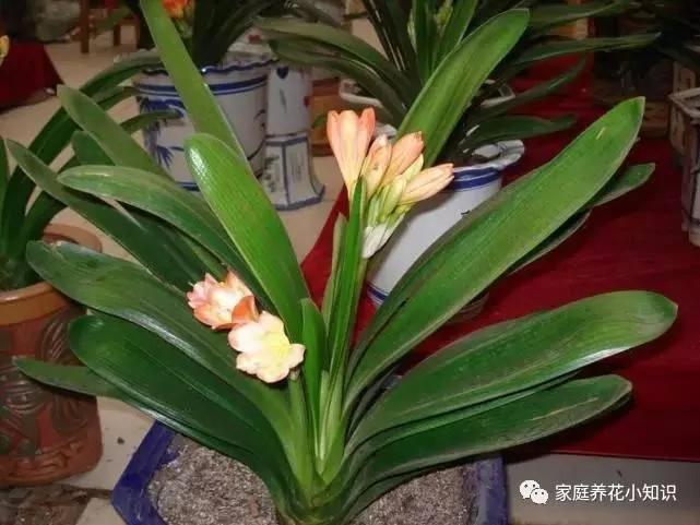 养花的5个小技巧 让你的养花生活更加的便捷!