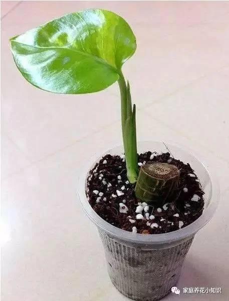 养花的5个小技巧 让你的养花生活更加的便捷!