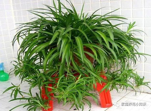 养花的5个小技巧 让你的养花生活更加的便捷!