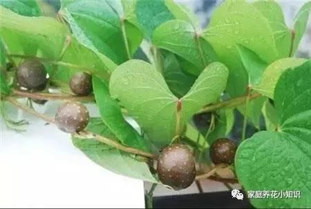 养花的5个小技巧 让你的养花生活更加的便捷!