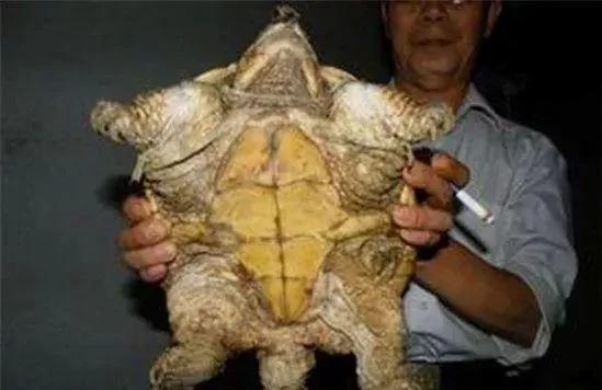 西汉古墓中的陪葬品竟是一只活生生的千年老龟
