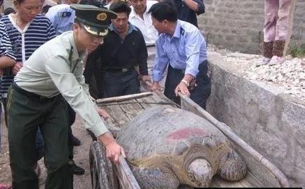 西汉古墓中的陪葬品竟是一只活生生的千年老龟
