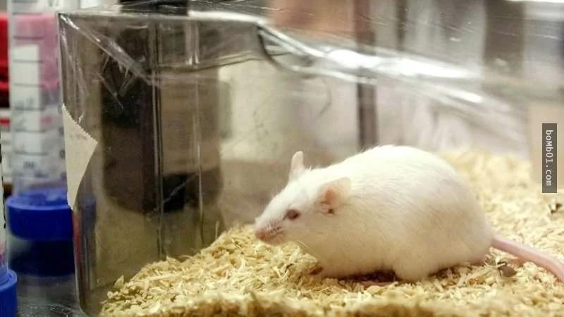科学家发现“肺的隐藏版功能” 刷新全世界医生的认知