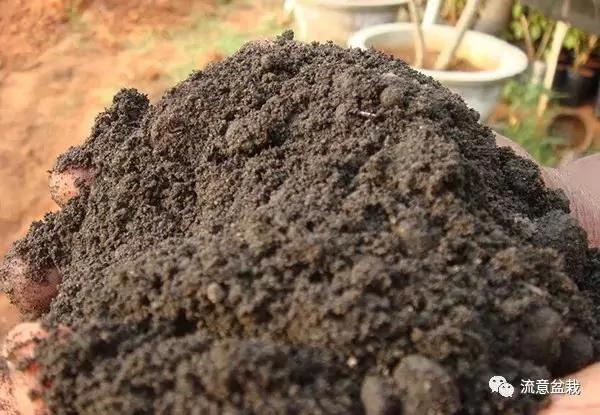 家里养了一盆牡丹花 你知道怎么养护才能开得多、开得大吗?