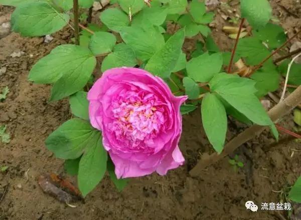 家里养了一盆牡丹花 你知道怎么养护才能开得多、开得大吗?
