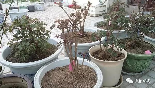家里养了一盆牡丹花 你知道怎么养护才能开得多、开得大吗?
