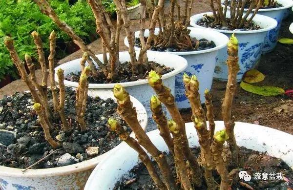 家里养了一盆牡丹花 你知道怎么养护才能开得多、开得大吗?