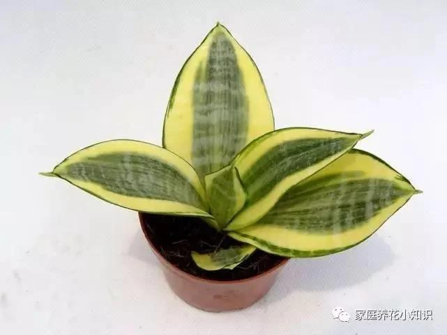 用这4种水浇花 植物叶黄、叶薄统统不用担心!