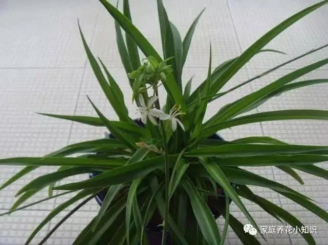 用这4种水浇花 植物叶黄、叶薄统统不用担心!