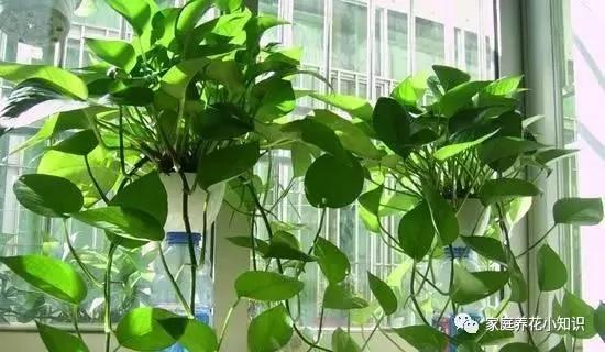 用这4种水浇花 植物叶黄、叶薄统统不用担心!