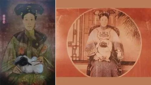 猧子是何物?杨贵妃、慈禧的心头宝!