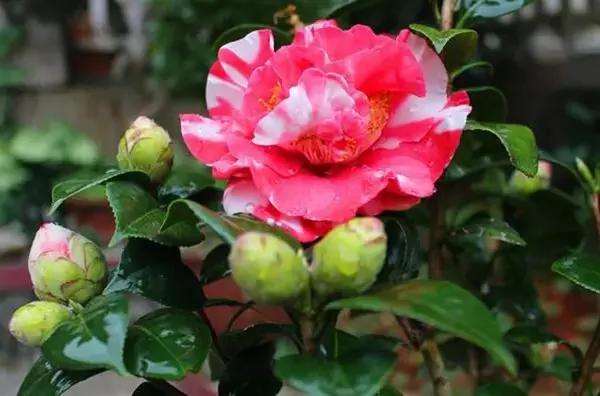 会不会养花 就看你怎么给花浇水!