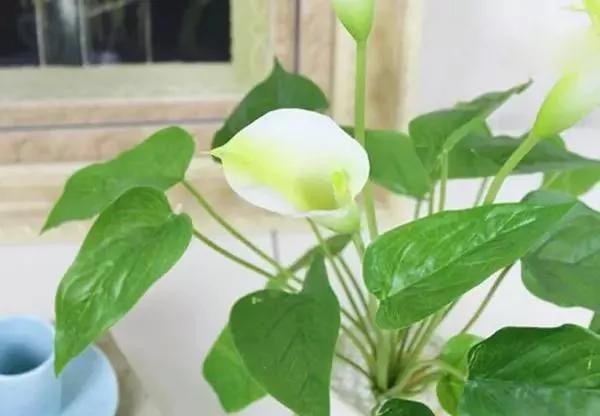会不会养花 就看你怎么给花浇水!