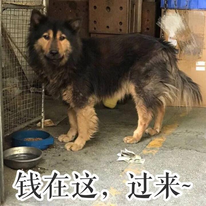 外卖小哥遇奇葩顾客 派狗在门口付钱