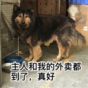 外卖小哥遇奇葩顾客 派狗在门口付钱