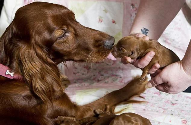 英国一猎犬在英国母亲节生下15只幼犬 连主人都不敢相信!