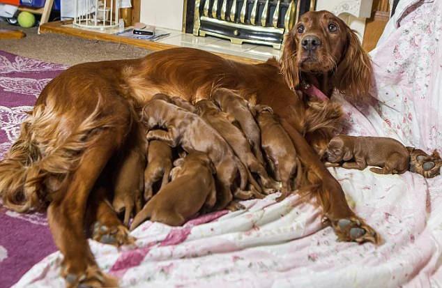 英国一猎犬在英国母亲节生下15只幼犬 连主人都不敢相信!