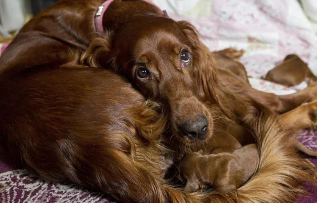 英国一猎犬在英国母亲节生下15只幼犬 连主人都不敢相信!
