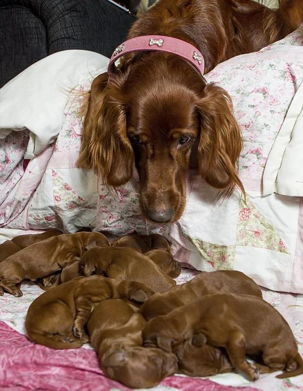 英国一猎犬在英国母亲节生下15只幼犬 连主人都不敢相信!