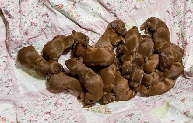 英国一猎犬在英国母亲节生下15只幼犬 连主人都不敢相信!