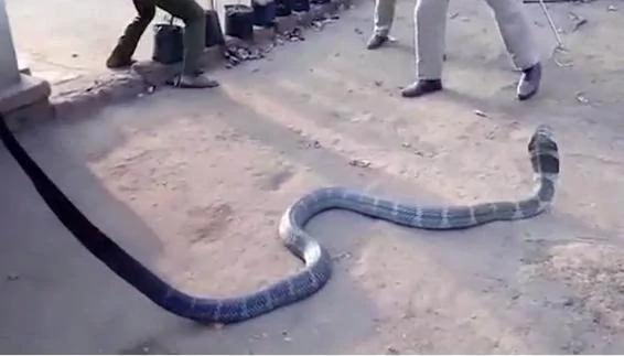 “我实在太渴了!”: 眼镜王蛇闯入印度村庄讨水喝