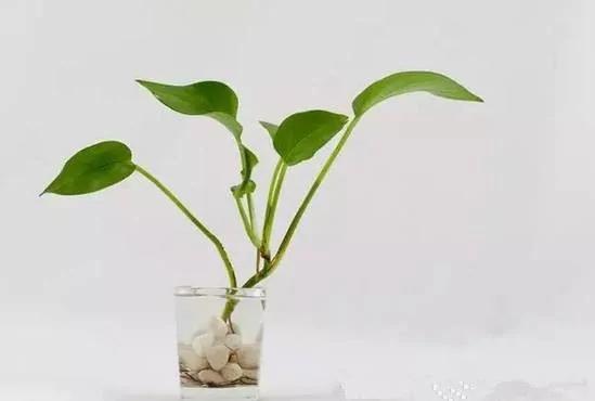 盆栽里面加点儿这东西 植物想养多久都没问题!