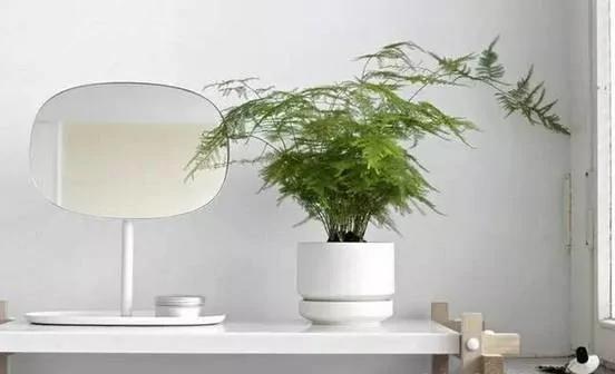 盆栽里面加点儿这东西 植物想养多久都没问题!