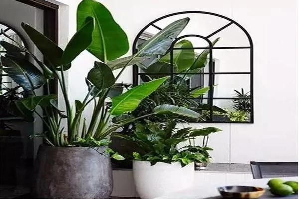 盆栽里面加点儿这东西 植物想养多久都没问题!