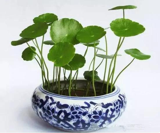 盆栽里面加点儿这东西 植物想养多久都没问题!