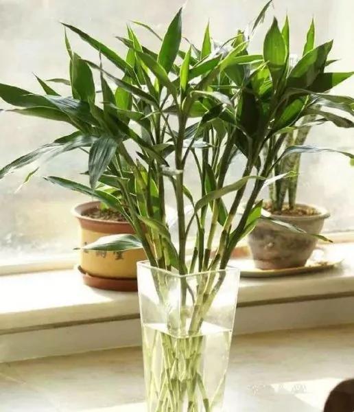 盆栽里面加点儿这东西 植物想养多久都没问题!