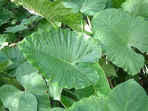 外观相似却有毒 这3种植物最容易被误食!