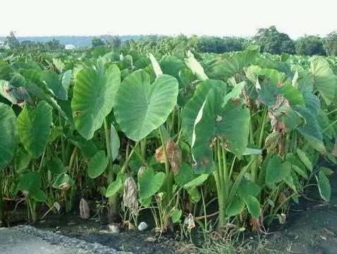 外观相似却有毒 这3种植物最容易被误食!