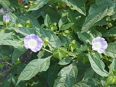外观相似却有毒 这3种植物最容易被误食!