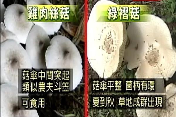 外观相似却有毒 这3种植物最容易被误食!
