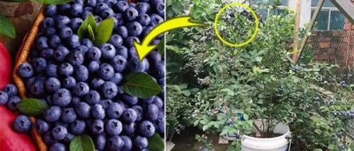 蓝莓营养高，用个桶在阳台种起来就行了。