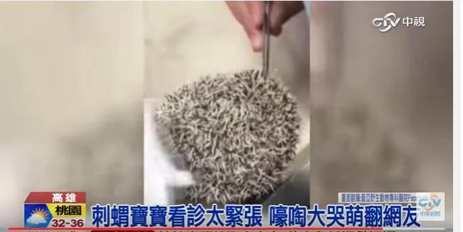 刺猬宝宝看诊太紧张 嚎啕大哭萌翻网友！