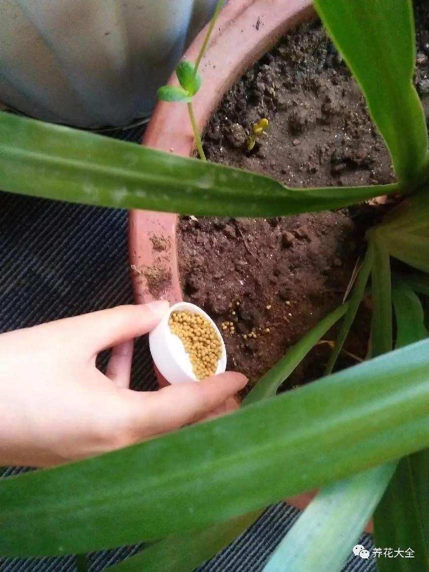 必学 养花十年没换过盆 年年花开满枝 只因为做了这个