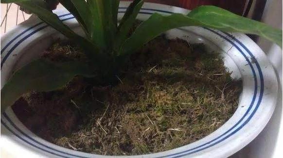 必学 养花十年没换过盆 年年花开满枝 只因为做了这个